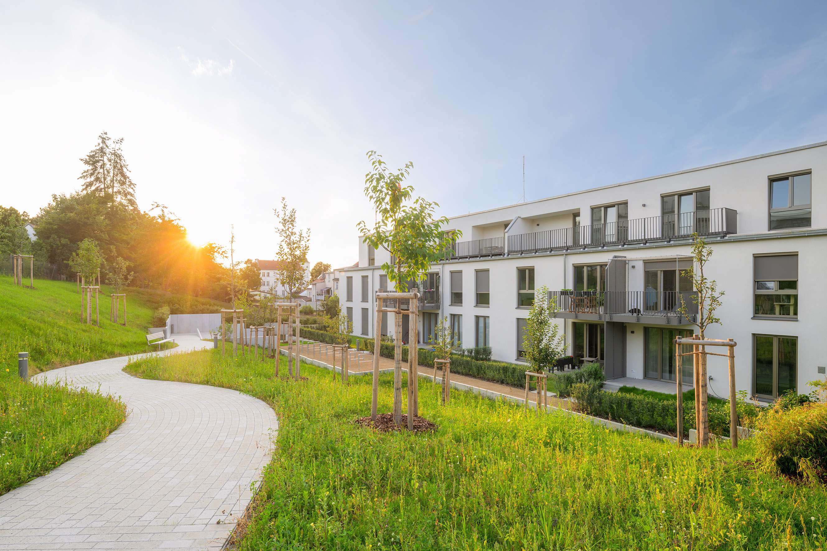 Grünfinken - Berlin