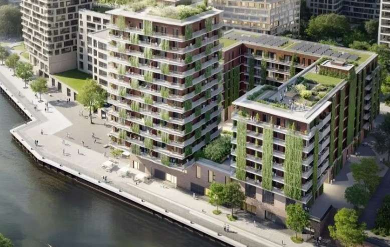 MORINGA  - THE CROWN - - Hamburg