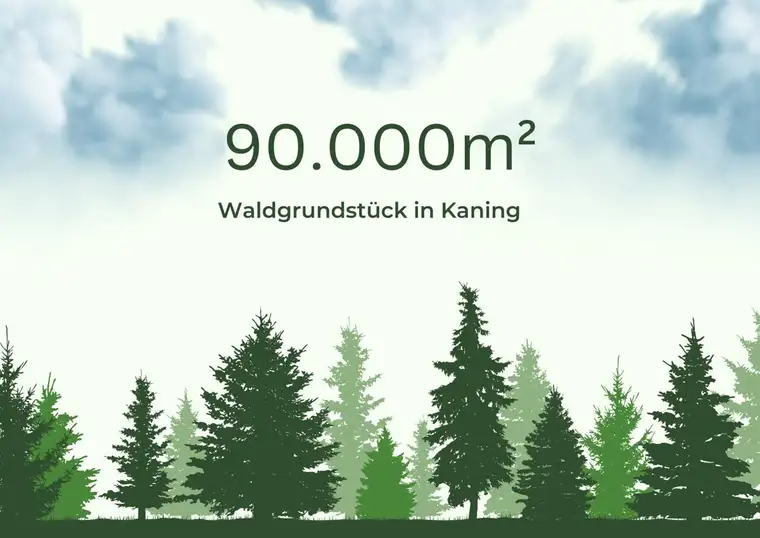 9ha Waldfläche in Kaning