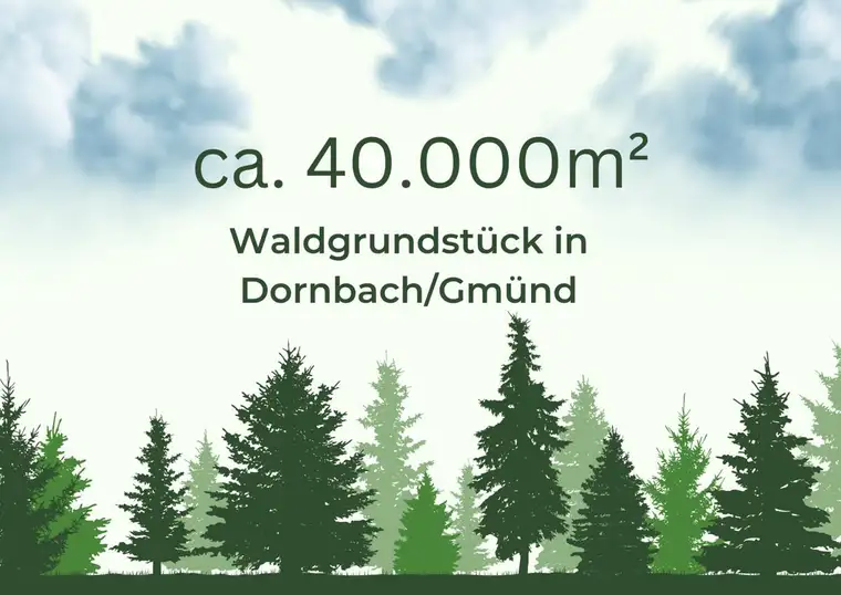 4ha Waldfläche in Dornbach im Maltatal direkt an einem Bachlauf
