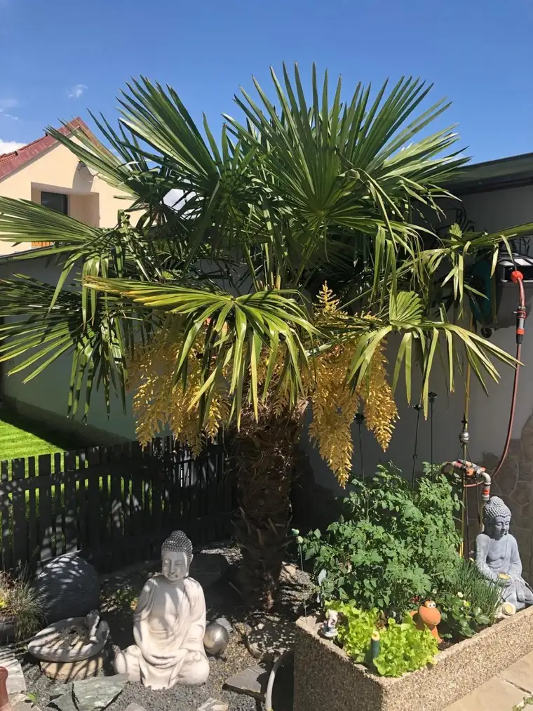 Ein Einfamilienhaus das viel Freiraum lässt. Pool Garage