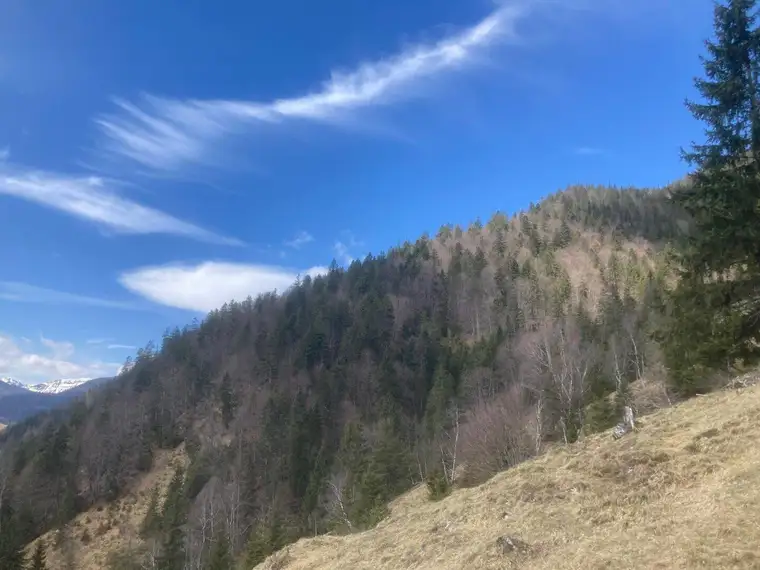 Waldgrundstück in Steinberg am Rofan zu verkaufen
