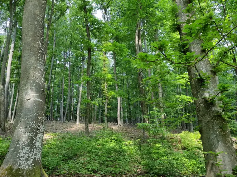 Rarität: ca. 2 ha Wald in Gamlitz zu verkaufen