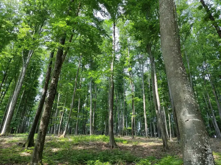 Rarität: ca. 2 ha Wald in Gamlitz zu verkaufen