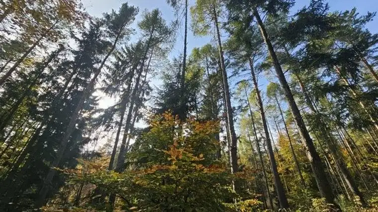 6 ha Mischwald zu verkaufen