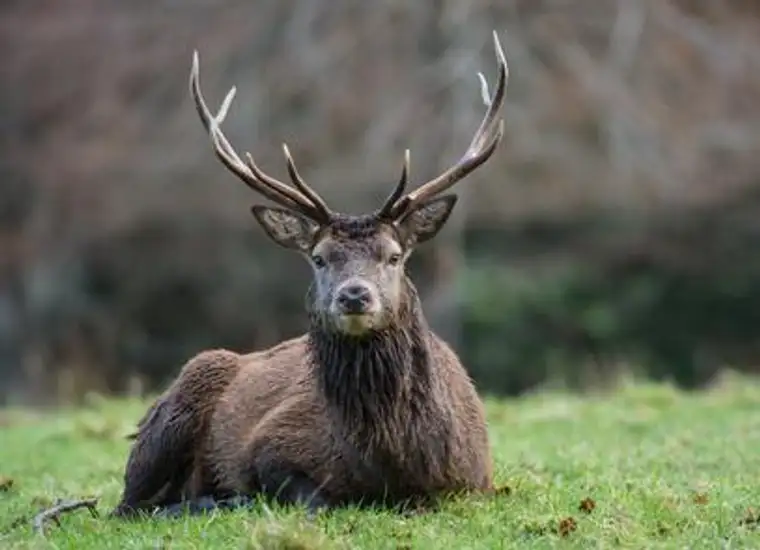 EIGENJAGD