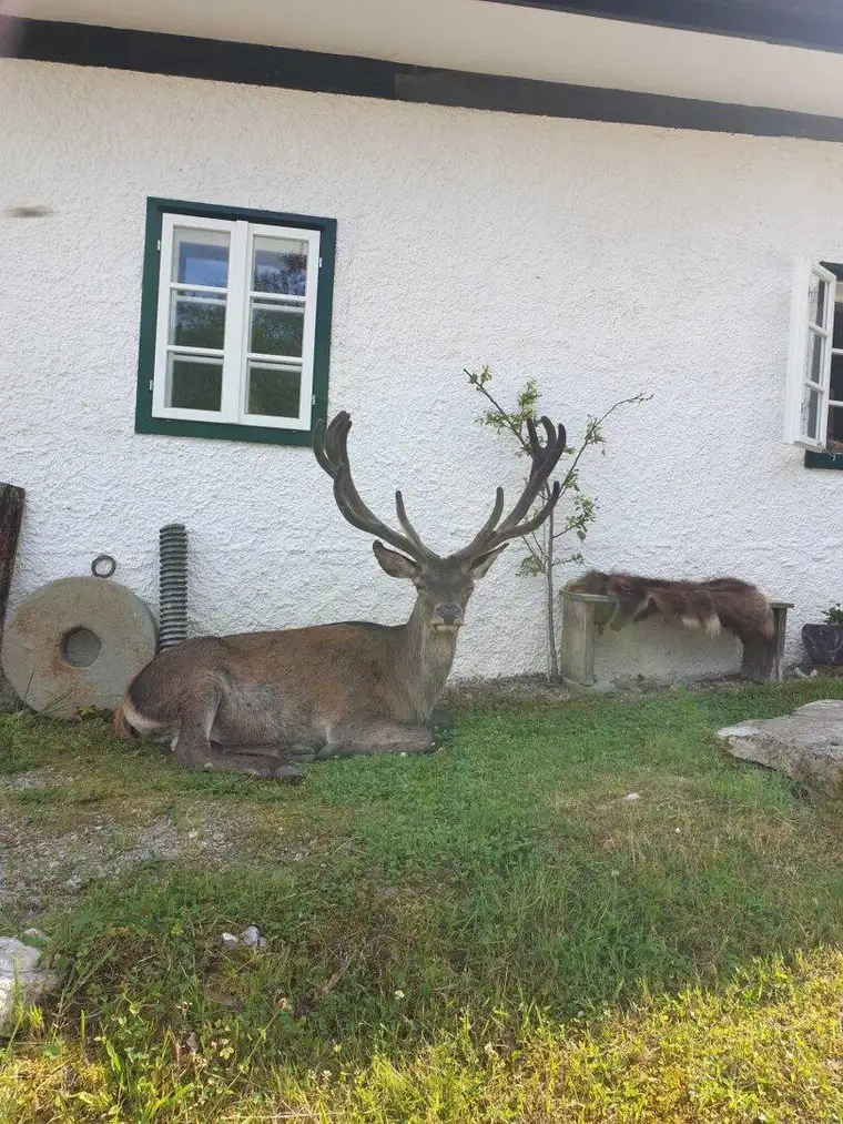 Eigenjagd mit zwei Gutshöfen