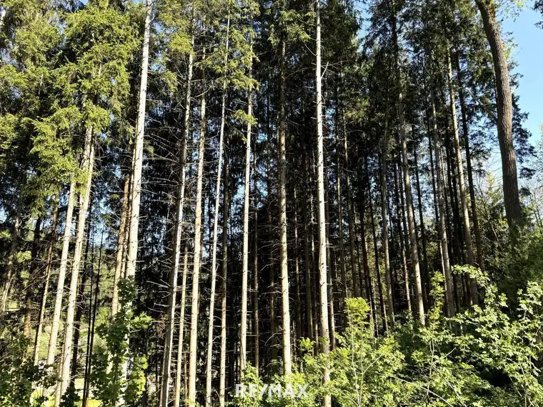 Einmalige Gelegenheit: ca. 2,99 ha Wald in Legerbuch / St. Paul zum Verkauf