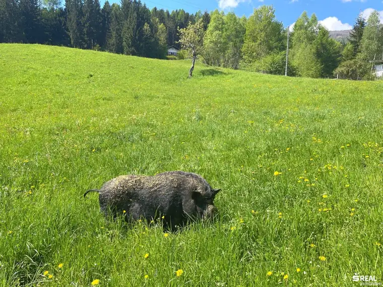 Steinhaus (saniert) mit landwirtschaftlicher Fläche in idyllischer Aussichtslage - Scheune und viel Grundstück!