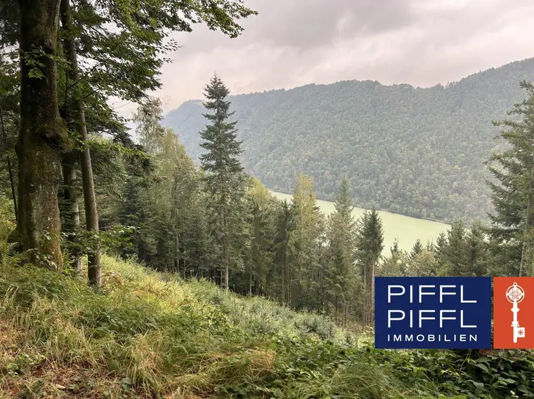 Wald in 4083 Haibach ob der Donau zu verkaufen!