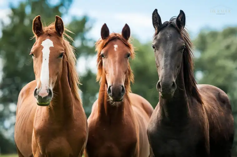 Exklusives Reitanwesen mit neuwertiger Reithalle - Eventhalle in Kärnten