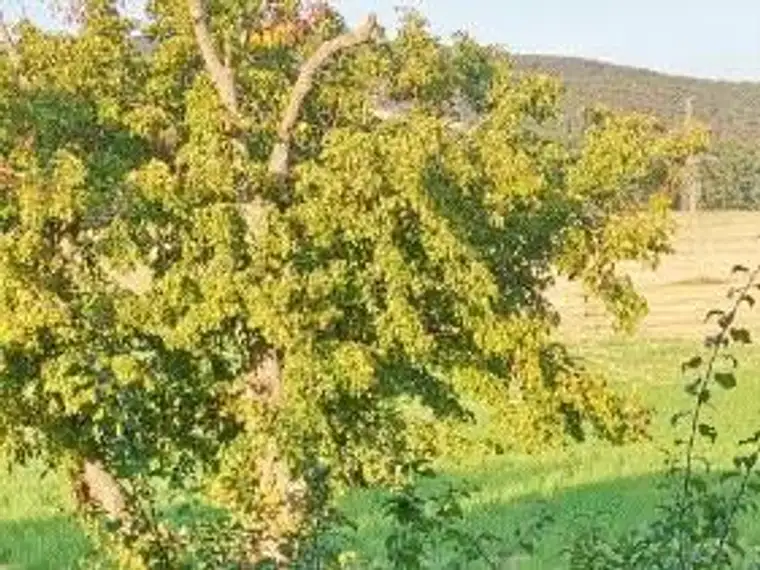 Erhaltenswertes Gebäude im Grünen