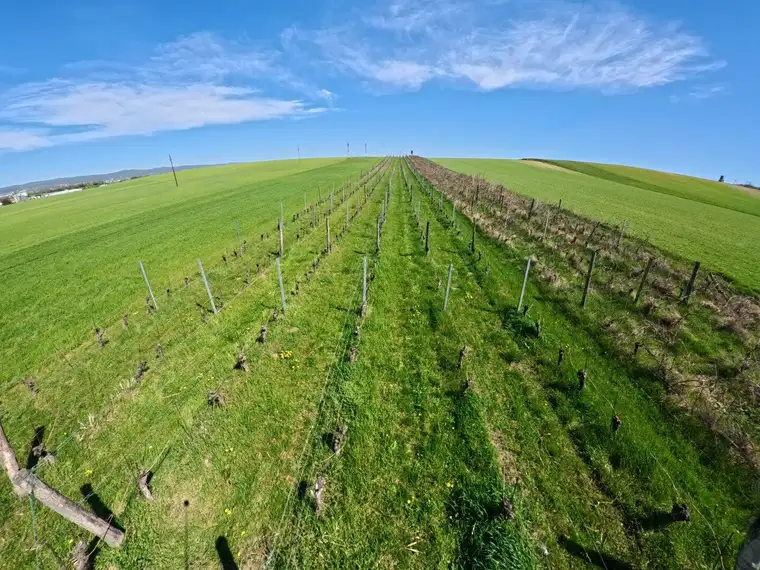 Beste Geldanlage ! Weingarten bei Siegendorf zu kaufen !