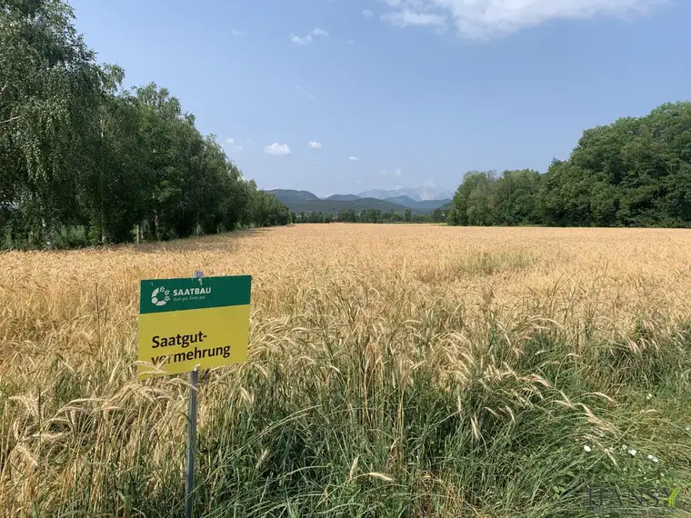 Großes Land- und Forstwirtschaftsgrundstück mit ertragreichem Boden