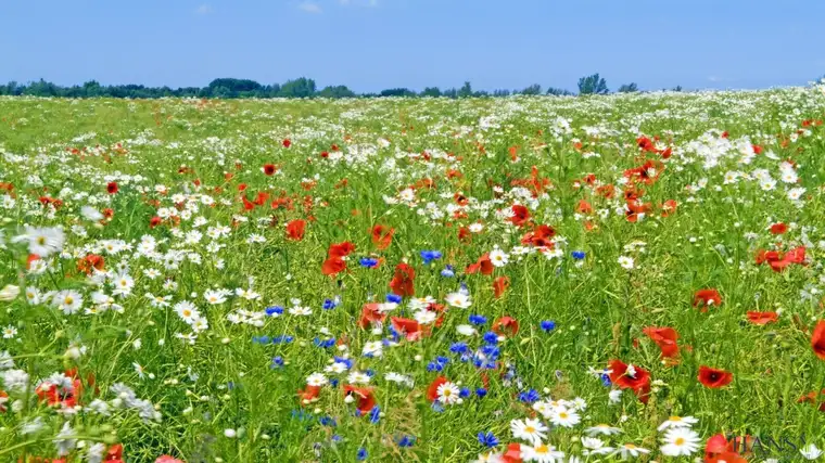 RENDITESTARKES INVESTMENT ( ca. 6% Rendite ) - Großzügiges Grün- bzw. Landgrundstück ( 19.376 m² ) im Naturparadies in Willendorf