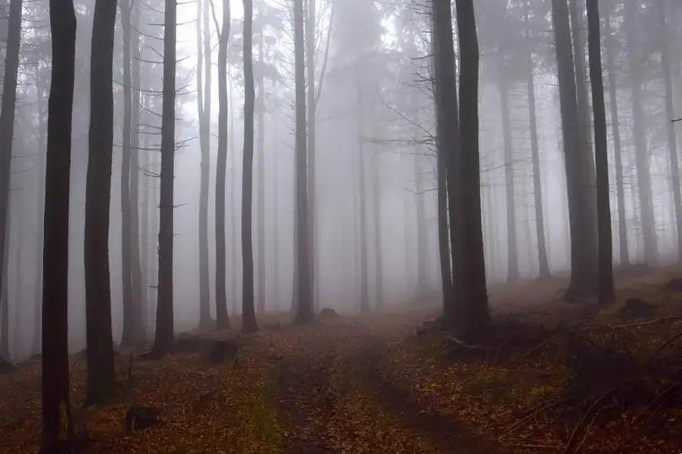 Großes Waldgrundstück mit gepflegtem Baumbestand zu verkaufen