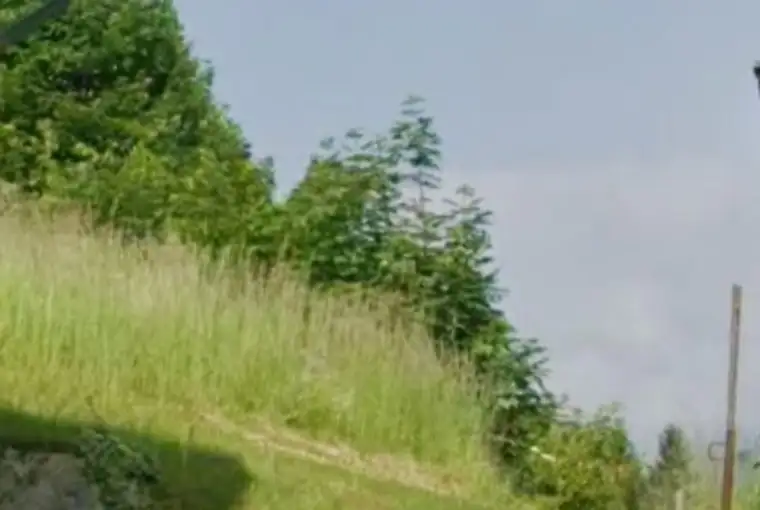 Wohnen am Waldrand