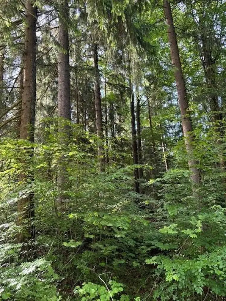Wald und Naturjuwel
