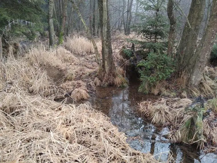 Vitis: 2,14ha Grundstück (Wiese &amp; Wald mit Bachlauf): Ideal für ein Teichprojekt