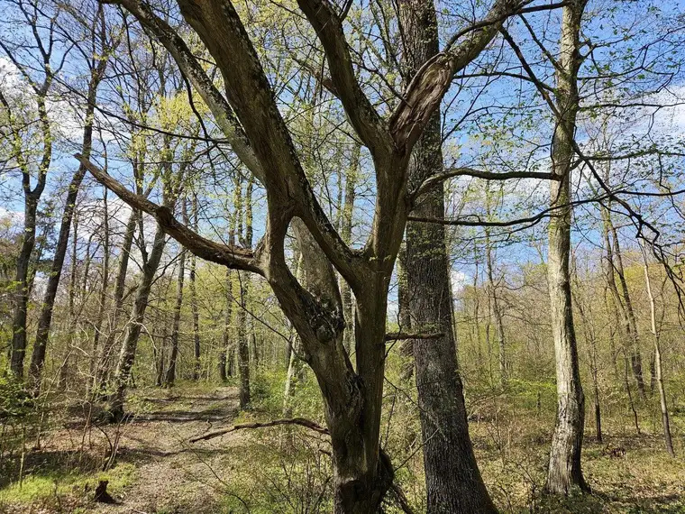 Waldgrundstück mit gepflegtem Baumbestand zu verkaufen