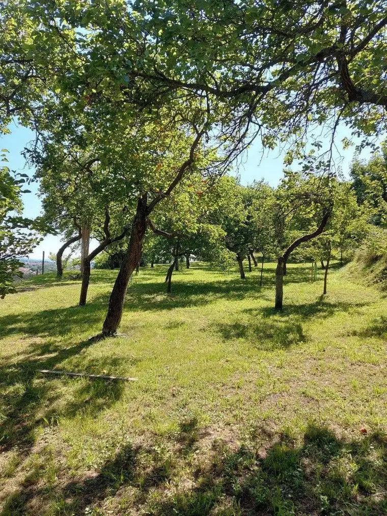 Marillengarten bzw. Freizeitgrundstück in Krems mit einzigartiger Wachaulage und Donaublick.