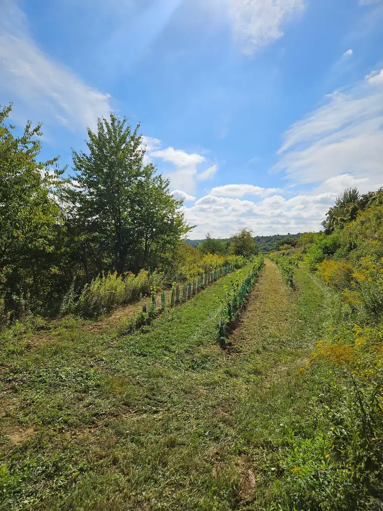 Bio Weingarten in Langenlois zu verkaufen