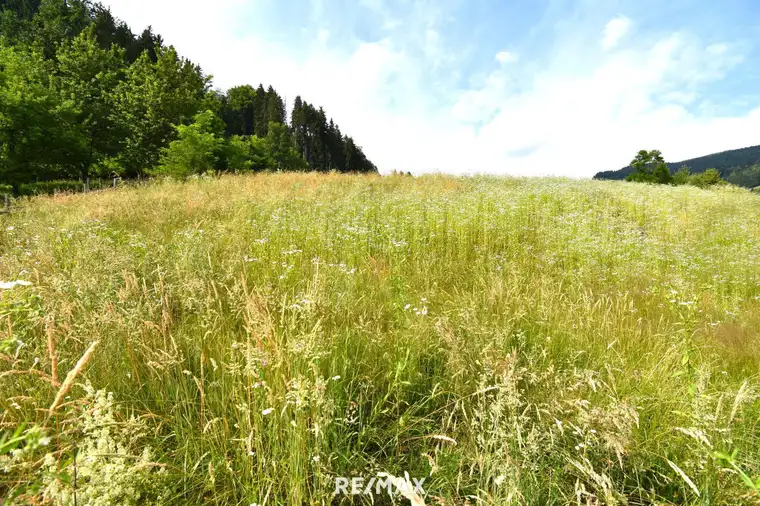 Baugrund in der Nähe von Feldkirchen