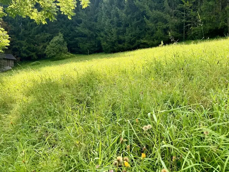 Attraktives Grundstück in Gröbming – Teilung in mehrere Grundstücke möglich