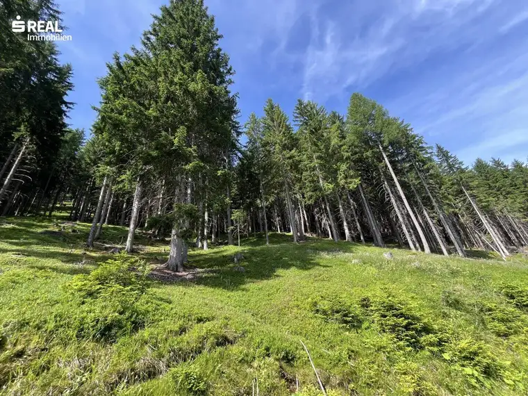 10,37 ha - Waldgrundstück in St. Michael im Lungau