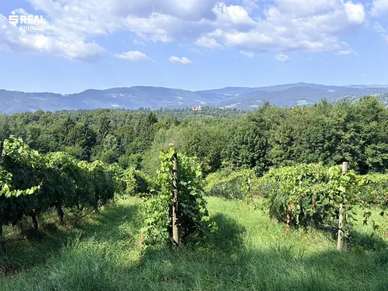 Ertragreicher und modernisierter Weingarten mit Hagelnetz - Schnäppchen in der Weststeiermark