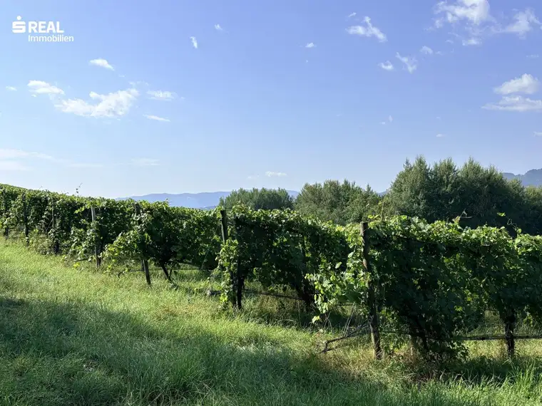 Ertragreicher und modernisierter Weingarten mit Hagelnetz - Schnäppchen in der Weststeiermark