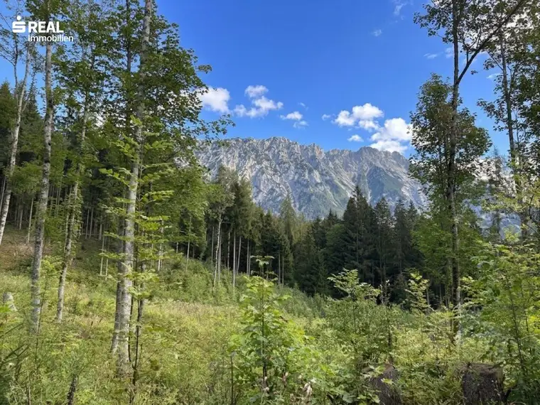 Natur- und Forstinvestment: Waldgrundstück am Fuße des Stoderzinkens