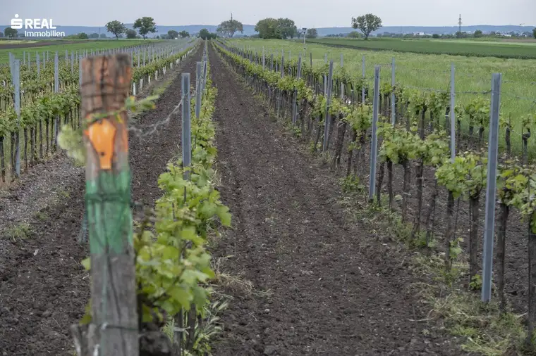 Weingarten im Herzen des Burgenlands