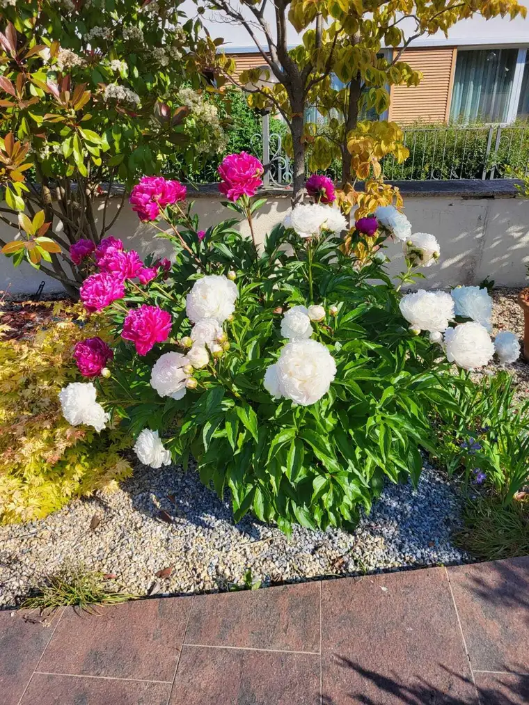 Elegantes, schönes Wohnhaus auf großem Grund!