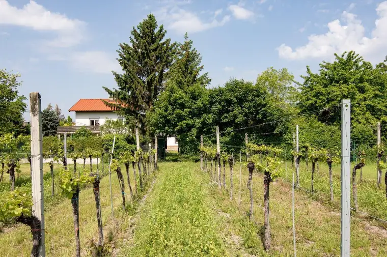 Pfaffstätten, Bezirk Baden: Baugrundstück in Grünruhelage direkt an den Weingärten