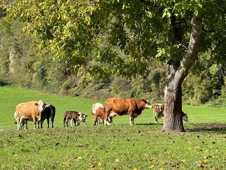 3 erschlossene, sonnige Baugrundstücke in Nikolsdorf