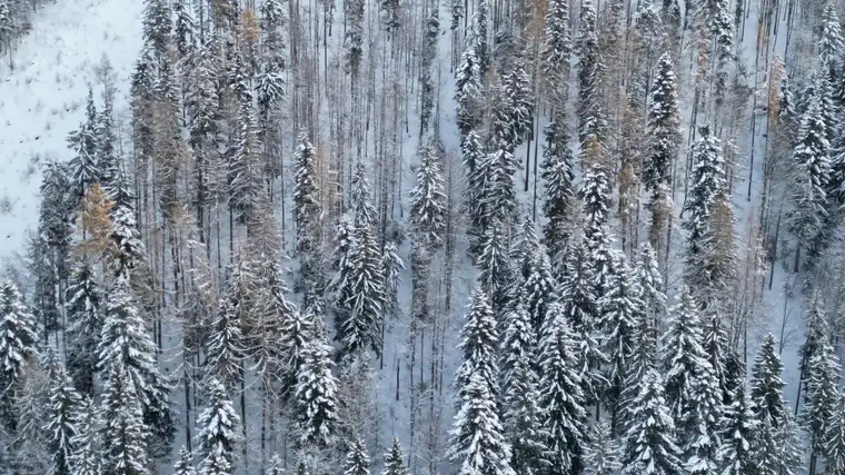 Wald in Edlbach