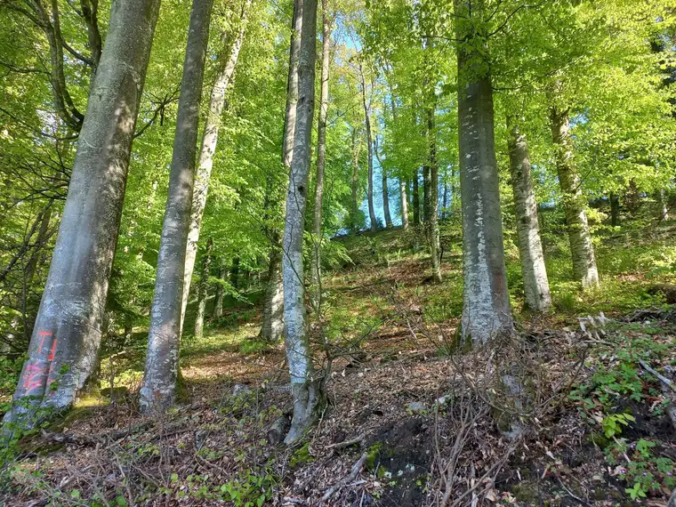 Waldparzelle ca. 2 ha