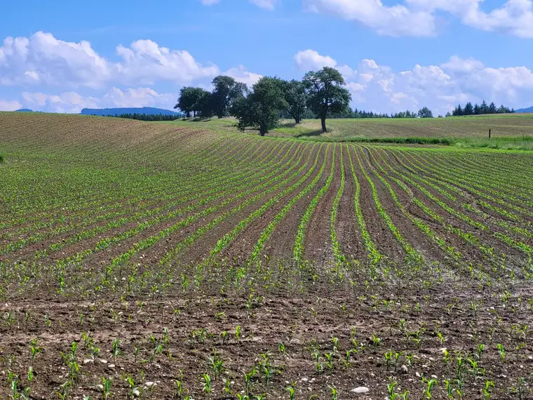 Landwirtschaftliche Grundstücke zw. Amstetten - Steyr