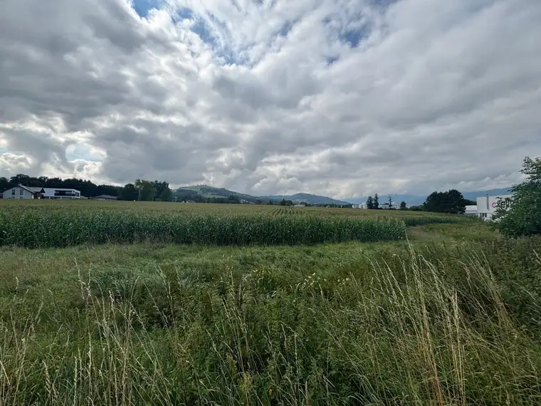 Landwirtschaftliche Nutzflächen - ca. 5,5 ha