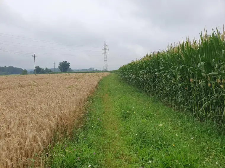 Landwirtschaftlicher Nutzgrund