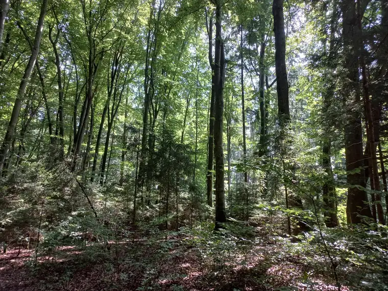Waldgrundstück - Mischbaumbestand mit guter Zufahrt