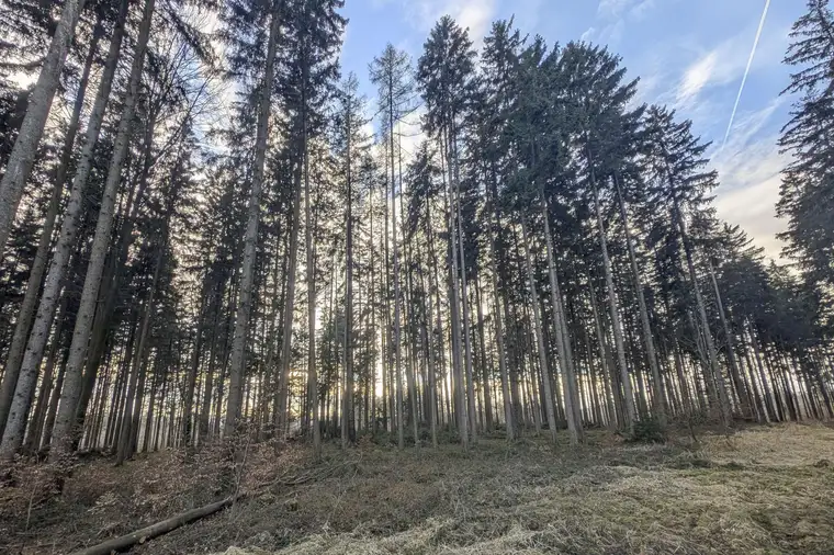Eigener Wald als Realwert – gepflegter Forst mit sehr guter Zufahrt