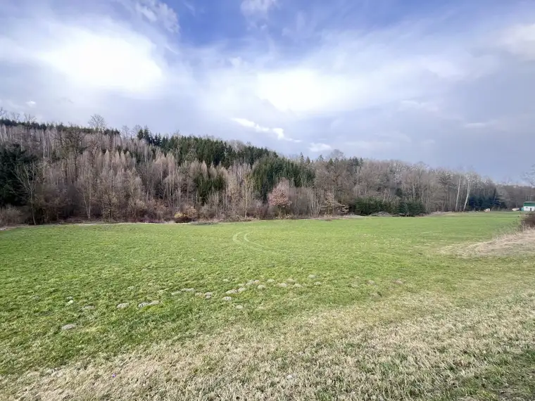 Waldfläche in St. Florian zu verkaufen!