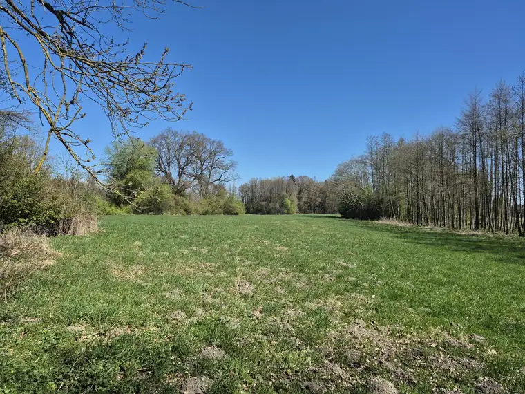 landwirtschaftlicher Grund mit Wald