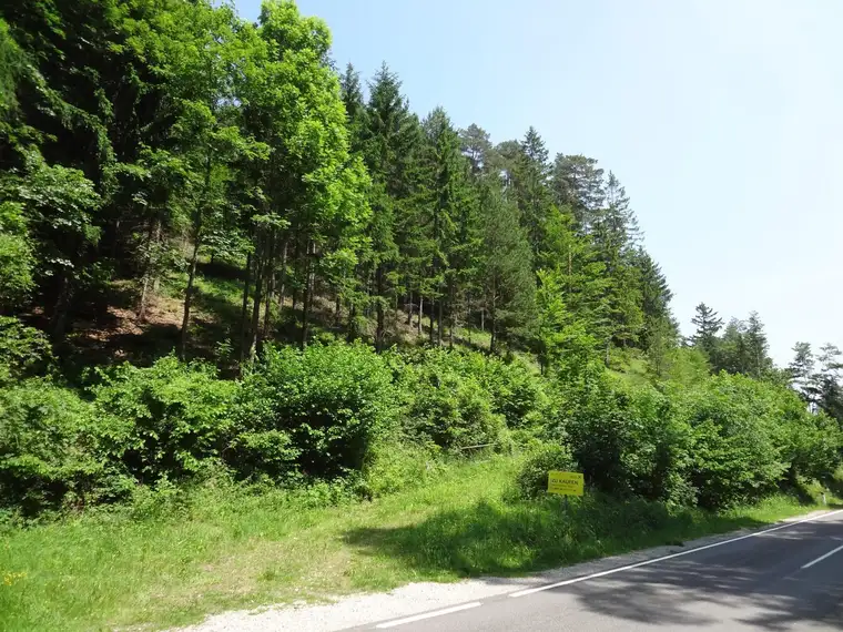 GUT ERSCHLOSSENER WALD, ZUR NACHHALTIGEN NUTZUNG UND ANLAGEZWECKEN!