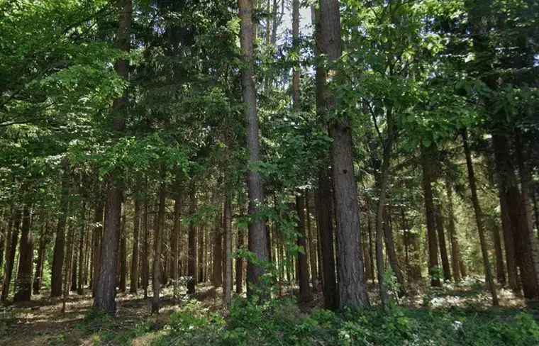 Zusammenhängende Waldgrundstücke im Südburgenland– 18.814 m²