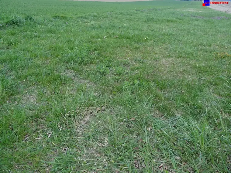 7024 Hirm sehr interessantes 4400m² Bauträgergrundstück !