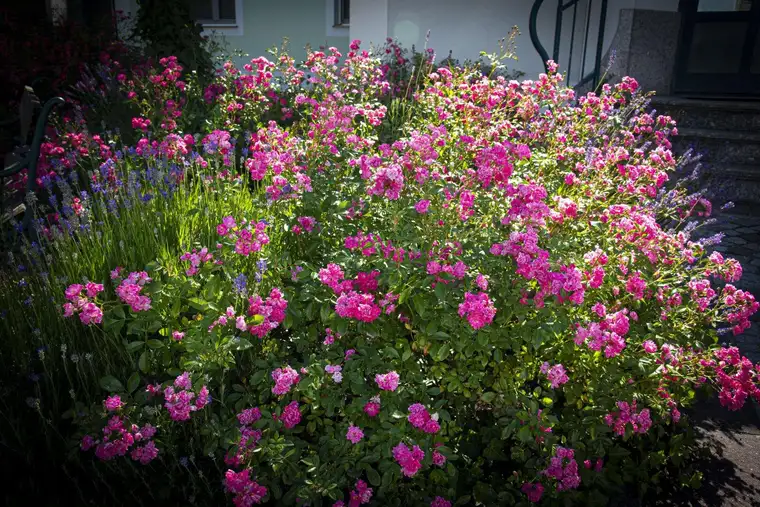 PROVISIONSFREI Gartenwohnung Top 3
