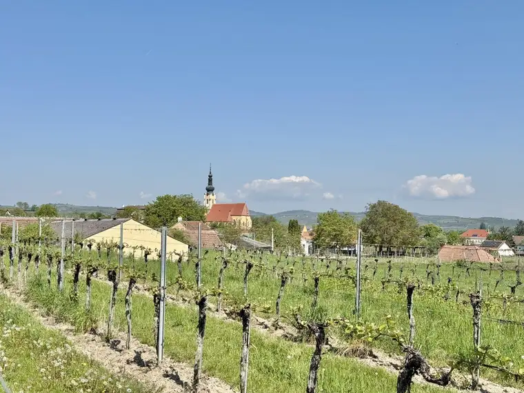 Baugrund in idyllischer Kellergasse | Nähe Langenlois